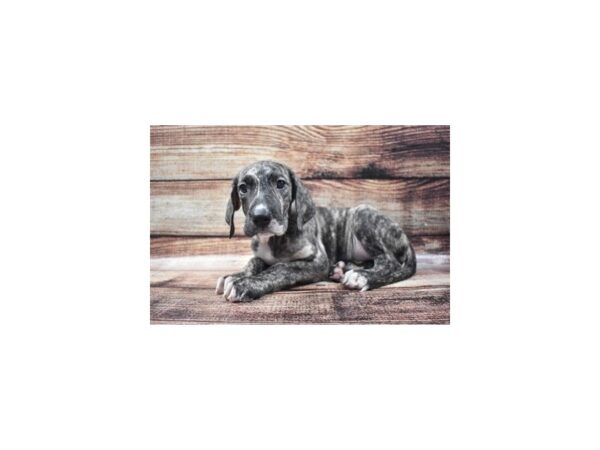 Great Dane-DOG-Female-Brindle-22083-Petland Scottsdale, Arizona