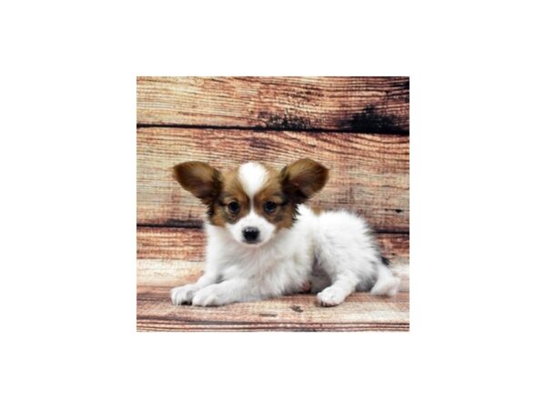 Papillon-DOG-Female-White and Sable-22085-Petland Scottsdale, Arizona