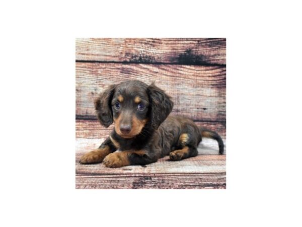 Dachshund-DOG-Male-Chocolate and Tan-22082-Petland Scottsdale, Arizona