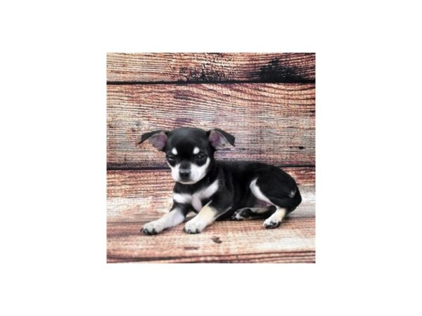 Chihuahua-DOG-Female-Black and Tan-22081-Petland Scottsdale, Arizona