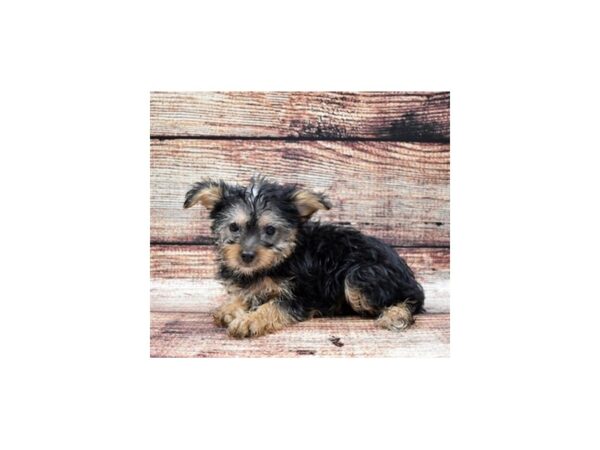 Silky Terrier-DOG-Female-Black and Tan-22088-Petland Scottsdale, Arizona