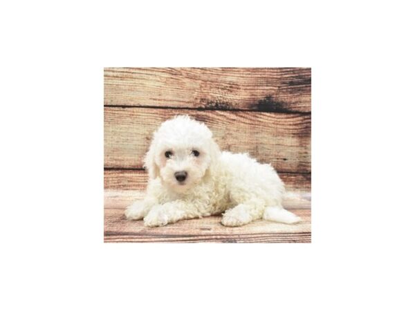 Bichon Frise-DOG-Male-White-22077-Petland Scottsdale, Arizona