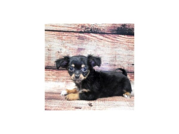 Chihuahua-DOG-Male-Black and Tan-22080-Petland Scottsdale, Arizona