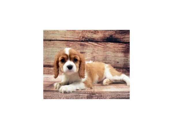 Cavalier King Charles Spaniel-DOG-Female-Blenheim-22079-Petland Scottsdale, Arizona