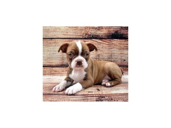 Boston Terrier-DOG-Male-Seal and White-22078-Petland Scottsdale, Arizona