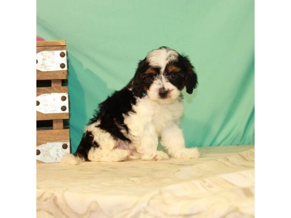 Cavalier King Charles Spaniel/Poodle-DOG-Male-Black White / Tan-22098-Petland Scottsdale, Arizona