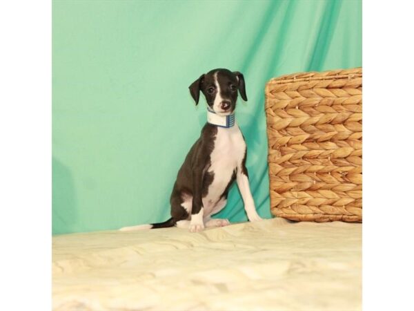Italian Greyhound-DOG-Female-Seal-22090-Petland Scottsdale, Arizona