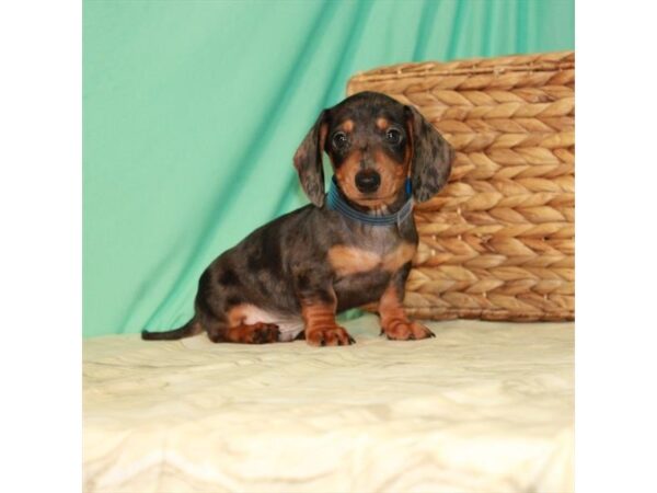 Dachshund-DOG-Male-Black / Tan-22089-Petland Scottsdale, Arizona