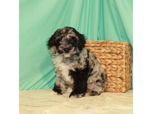 Cocker Spaniel/Poodle-DOG-Male-Blue Merle-22099-Petland Scottsdale, Arizona