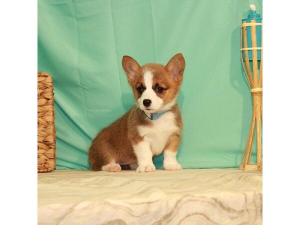 Pembroke Welsh Corgi-DOG-Female-Red / White-22091-Petland Scottsdale, Arizona