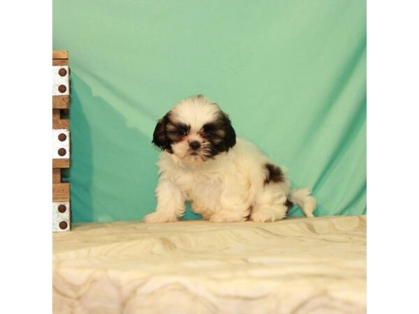 Shih Tzu-DOG-Female-White / Gold-22092-Petland Scottsdale, Arizona