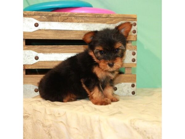 Yorkshire Terrier-DOG-Male-Black / Tan-22093-Petland Scottsdale, Arizona