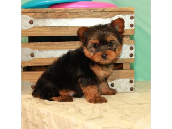Yorkshire Terrier-DOG-Male-Black / Tan-22094-Petland Scottsdale, Arizona