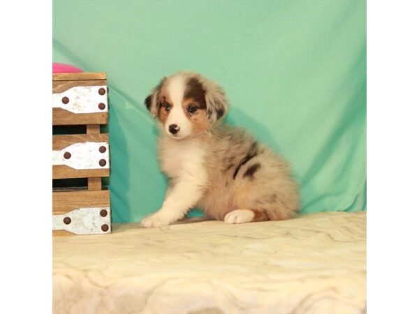 Miniature Australian Shepherd-DOG-Female-Blue Merle-22097-Petland Scottsdale, Arizona