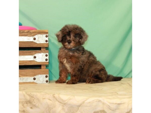 Bichon Frise/Poodle-DOG-Female-Blue Merle / Tan-22100-Petland Scottsdale, Arizona