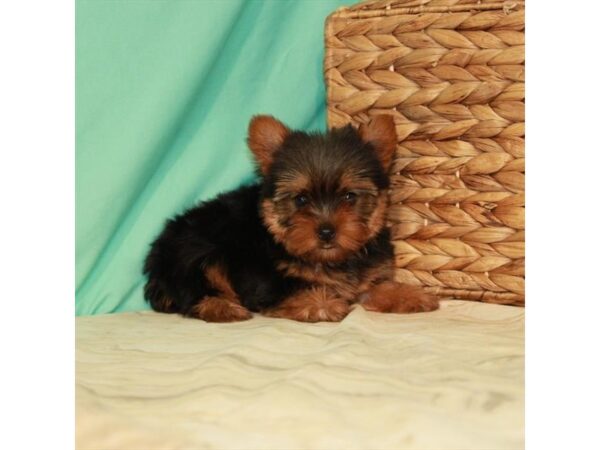 Yorkshire Terrier-DOG-Male-Black / Tan-22095-Petland Scottsdale, Arizona