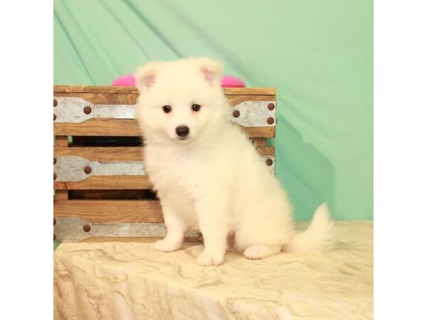 American Eskimo Dog-DOG-Female-White-22096-Petland Scottsdale, Arizona
