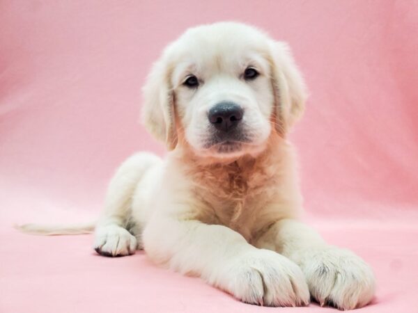 English Cream Golden Retriever-DOG-Male-Cream-22101-Petland Scottsdale, Arizona