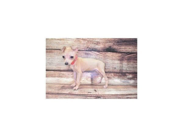 Italian Greyhound-DOG-Female-Fawn-22110-Petland Scottsdale, Arizona