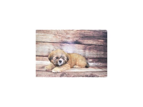 Lhasa Apso-DOG-Female-Red Gold-22107-Petland Scottsdale, Arizona