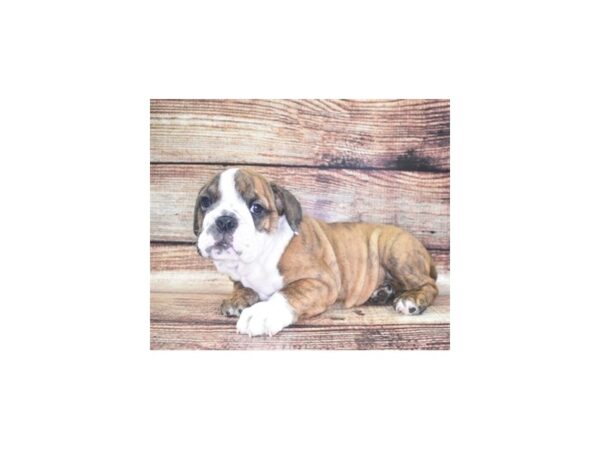 English Bulldog-DOG-Female-Red Brindle and White-22111-Petland Scottsdale, Arizona