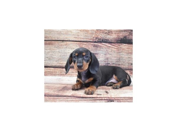 Dachshund DOG Female Black and Tan 22109 Petland Scottsdale, Arizona