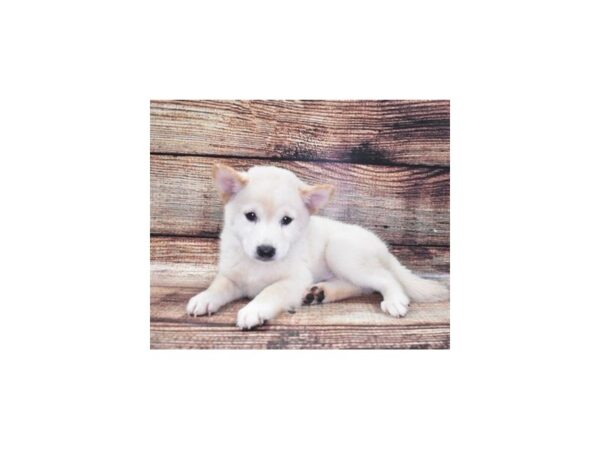 Shiba Inu-DOG-Male-Cream-22104-Petland Scottsdale, Arizona