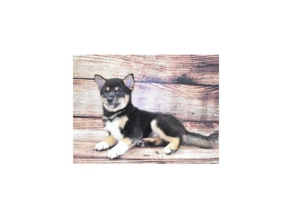 Shiba Inu-DOG-Female-Black and Tan-22105-Petland Scottsdale, Arizona