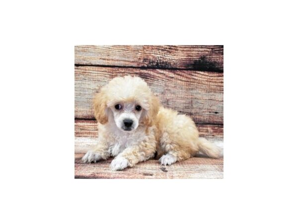 Poodle-DOG-Female-Cream-22102-Petland Scottsdale, Arizona
