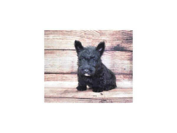 Scottish Terrier-DOG-Female-Black-22103-Petland Scottsdale, Arizona