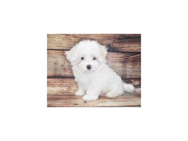 Maltese-DOG-Male-White-22108-Petland Scottsdale, Arizona