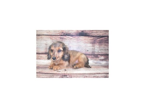 Dachshund-DOG-Male-Red-22112-Petland Scottsdale, Arizona