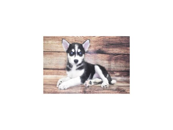 Siberian Husky-DOG-Female-Black and White-22106-Petland Scottsdale, Arizona