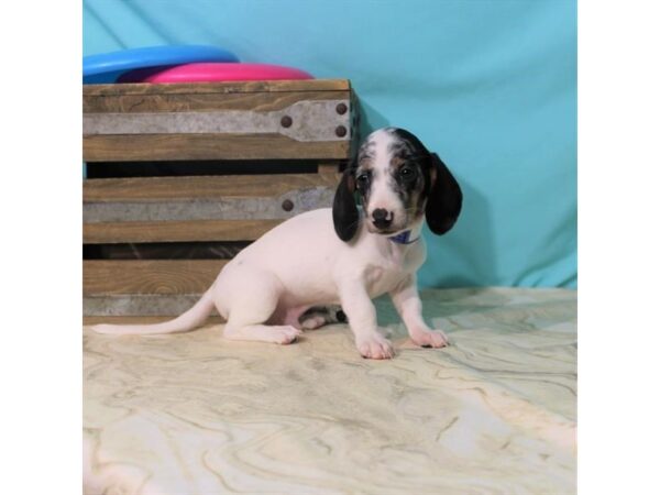 Dachshund-DOG-Male-Black / Tan-22117-Petland Scottsdale, Arizona