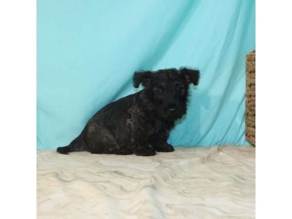Scottish Terrier-DOG-Male-Brindle-22122-Petland Scottsdale, Arizona