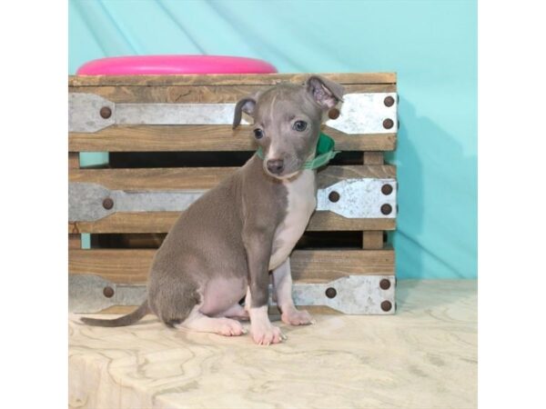 Italian Greyhound-DOG-Male-Blue-22118-Petland Scottsdale, Arizona