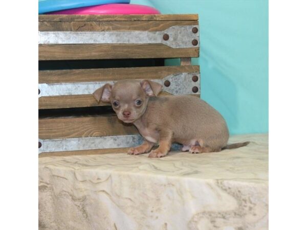 Chihuahua-DOG-Male-Blue / Tan-22114-Petland Scottsdale, Arizona