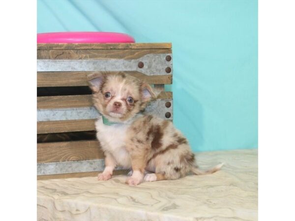 Chihuahua-DOG-Female-Red Merle-22115-Petland Scottsdale, Arizona