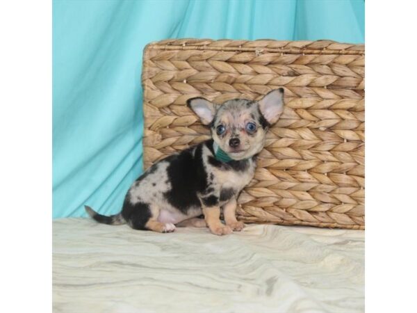 Chihuahua-DOG-Female-Blue Merle / Tan-22116-Petland Scottsdale, Arizona