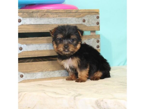 Yorkshire Terrier-DOG-Male-Black / Tan-22123-Petland Scottsdale, Arizona