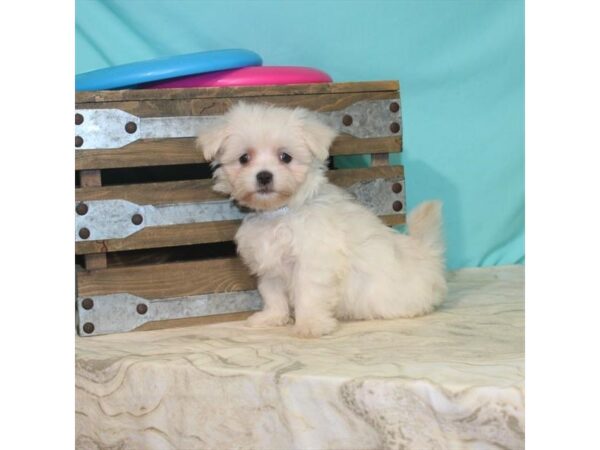 Maltese-DOG-Female-White-22121-Petland Scottsdale, Arizona