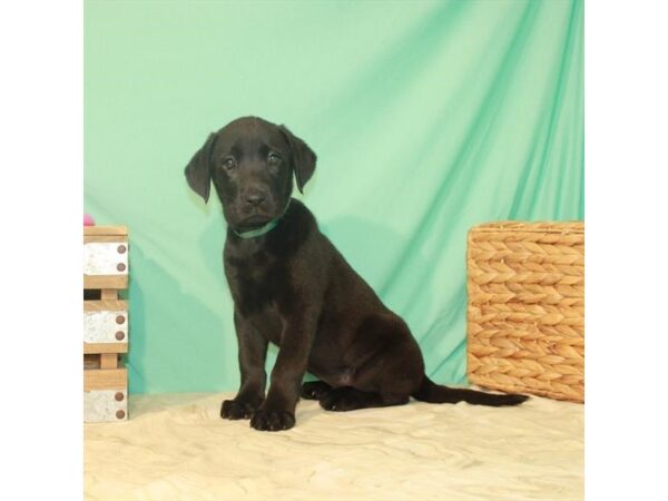 Labrador Retriever-DOG-Female-Black-22119-Petland Scottsdale, Arizona