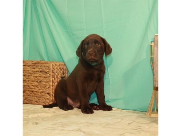 Labrador Retriever-DOG-Male-Chocolate-22120-Petland Scottsdale, Arizona