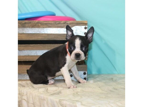 Boston Terrier-DOG-Female-Black-22113-Petland Scottsdale, Arizona