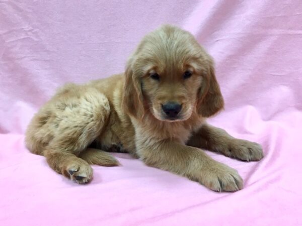 Golden Retriever-DOG-Male-Golden-22124-Petland Scottsdale, Arizona