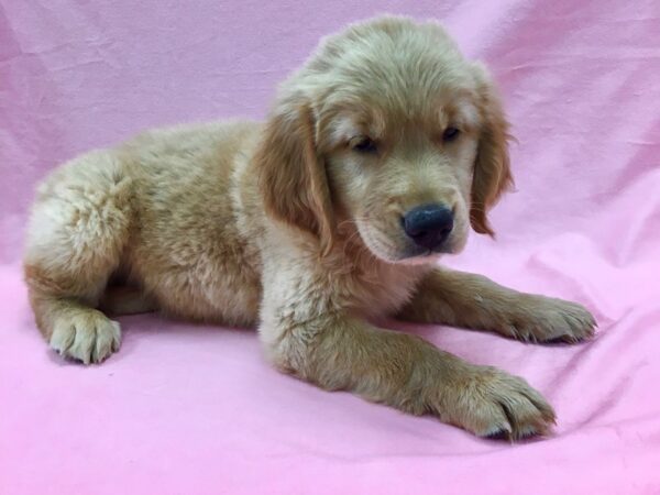 Golden Retriever-DOG-Male-Golden-22125-Petland Scottsdale, Arizona
