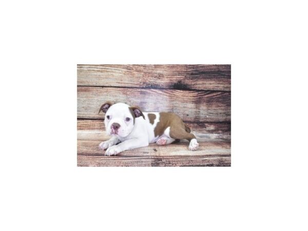Boston Terrier-DOG-Male-White and Seal-22128-Petland Scottsdale, Arizona