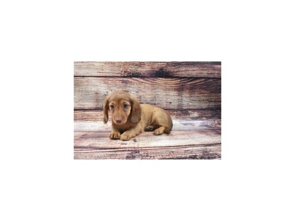 Dachshund-DOG-Female-Red-22132-Petland Scottsdale, Arizona