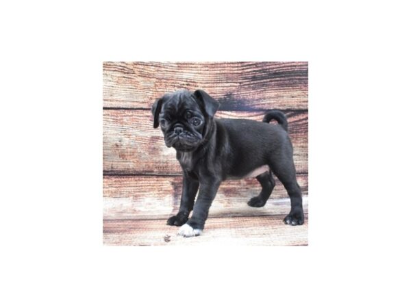 Pug-DOG-Female-Black-22134-Petland Scottsdale, Arizona