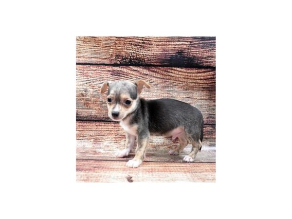 Chihuahua-DOG-Male-Blue and Tan-22131-Petland Scottsdale, Arizona